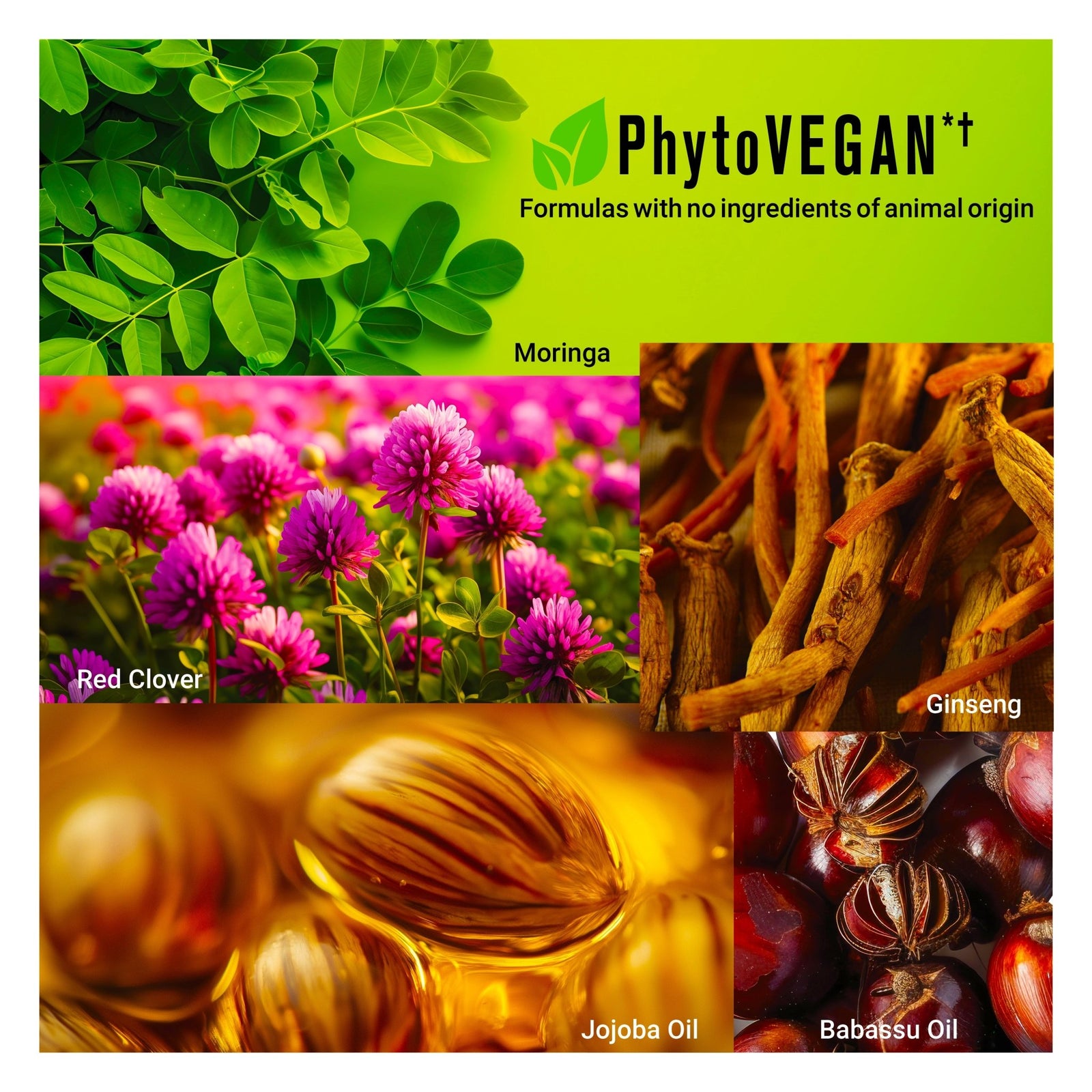 NORMADENSE Hair Oil - Density + Fuller Hair - SNOBGIRLS Australia