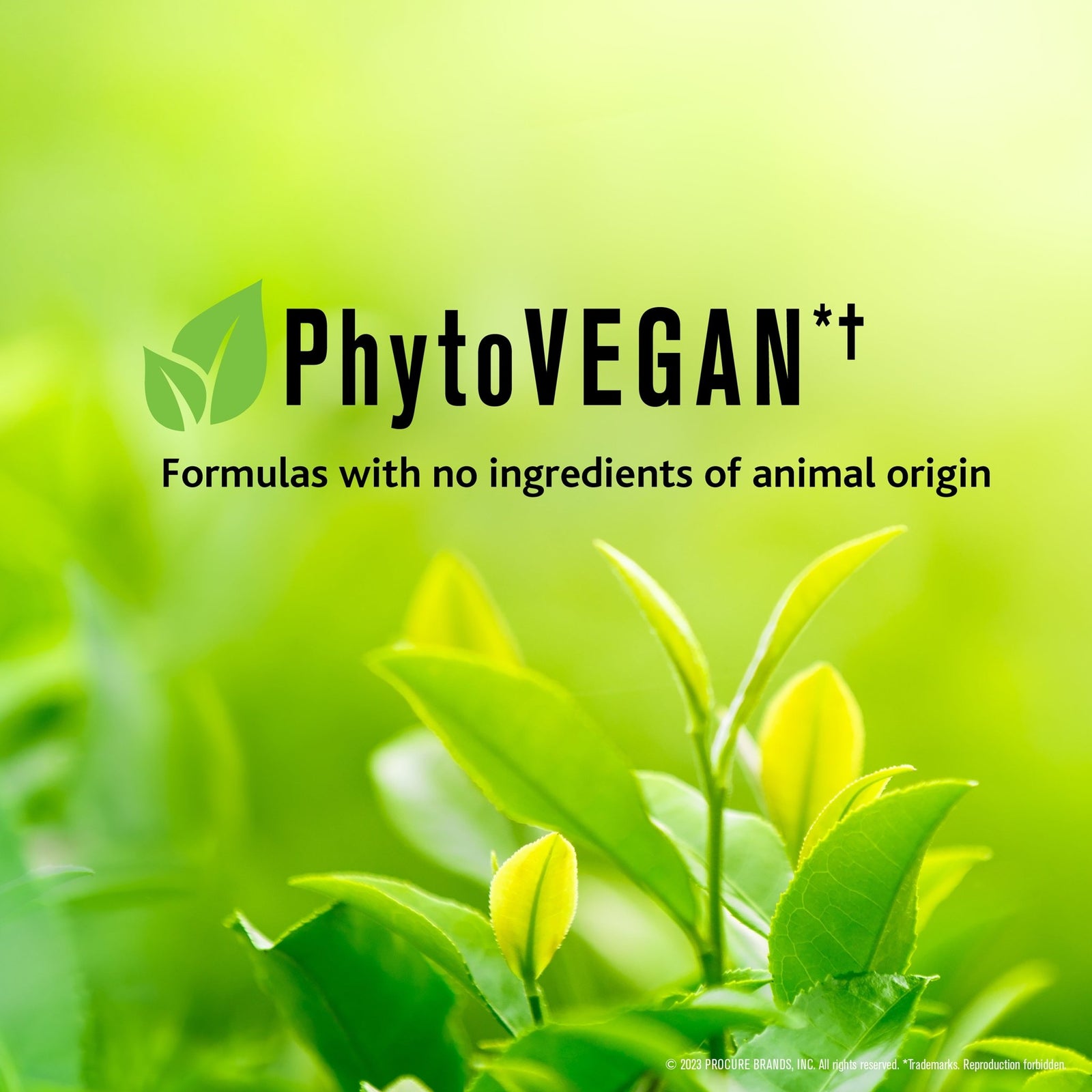 PROCURE PROWASH Shampoo - SNOBGIRLS Australia